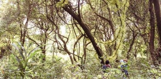 Rừng chòi nguyên sinh Các tuyến đường mòn đi bộ trong rừng 36