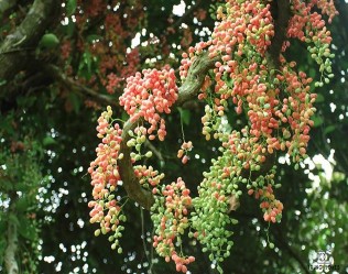 Rừng chòi nguyên sinh Các tuyến đường mòn đi bộ trong rừng 37