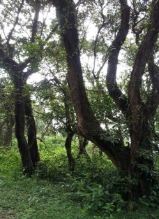 Rừng chòi nguyên sinh Các tuyến đường mòn đi bộ trong rừng 38