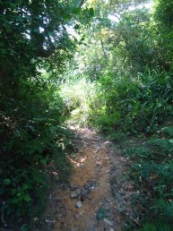 Các tuyến đường mòn đi bộ trong rừng 39