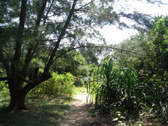 Các tuyến đường mòn đi bộ trong rừng 40