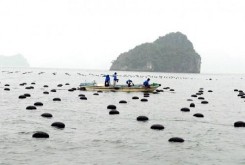 Khu vực nuôi trai cấy ngọc Bãi biển Bắc Vàn Bãi biển Nam Hải Con đường tình 13