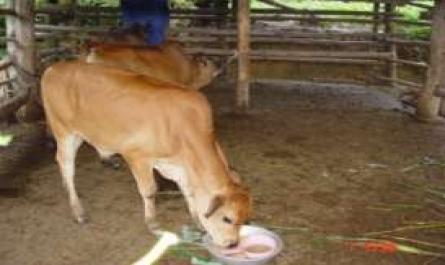 Đánh giá thực trạng đàn bò vàng, nghiên cứu ảnh hưởng của việc sử dụng bò đực giống 7/8 máu sind và bổ sung thức ăn tinh tới tỷ lệ sống, sinh trưởng của đàn bê lai tại huyện Chợ Đồn tỉnh Bắc Kạn - 13