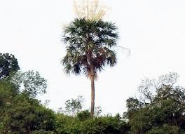 Cọ Hạ long – loài mới phát hiện Voọc Cát Bà – Loài nguy cấp quý hiếm duy 2