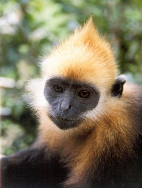 Voọc Cát Bà – Loài nguy cấp quý hiếm duy nhất sinh sống tại Cát Bà Cảnh quan 3