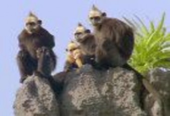 Voọc Cát Bà – Loài nguy cấp quý hiếm duy nhất sinh sống tại Cát Bà Cảnh quan 4