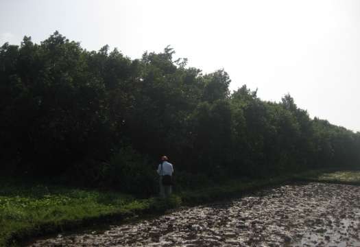 Hình 0 1 Ảnh về Rừng Nà Mục tiêu nghiên cứu Mục tiêu chung Điều tra đánh 1