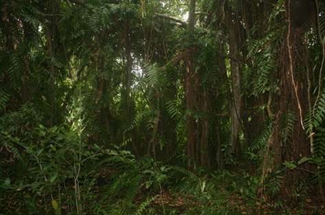 Hình 3 1 Thảm thực vật ở Rừng Nà Khảo sát mật độ thực vật Rừng Nà qua 1