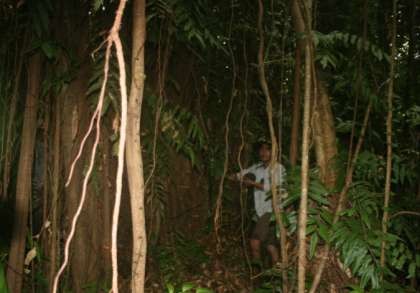 Hình 3 2 Cây Gừa Ficus microcarpa tại một khu vực Rừng Nà Bảng 3 1 Số lượng 2