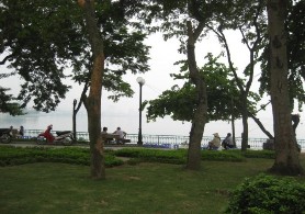 Hình 3 2 Một số loại cây xanh ven đường Thảm thực vật trong những vùng đất 2