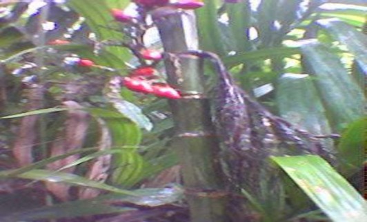 Hoa Cau rừng Hoa Rừng 3