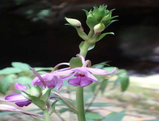 Cổng Trời Đường vào tuyến Sao La – Cổng Trời Thác Cổng Trời Hoa Cau rừng 4