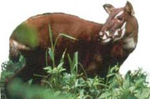 Sao la Mang lớn Vượn đen má trắng Vọoc ngũ sắc Thỏ vằn Voi Hồng hoàng Đuôi 11