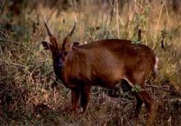 Sao la Mang lớn Vượn đen má trắng Vọoc ngũ sắc Thỏ vằn Voi Hồng hoàng Đuôi 12