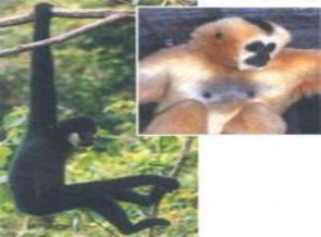 Vượn đen má trắng Vọoc ngũ sắc Thỏ vằn Voi Hồng hoàng Đuôi cụt bụng vằn 13