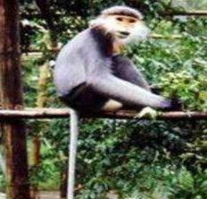 Vượn đen má trắng Vọoc ngũ sắc Thỏ vằn Voi Hồng hoàng Đuôi cụt bụng vằn 14