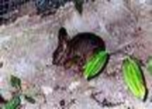 Thỏ vằn Voi Hồng hoàng Đuôi cụt bụng vằn Gà lôi trắng Trĩ sao Công Gà Tiền 15