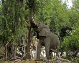 Thỏ vằn Voi Hồng hoàng Đuôi cụt bụng vằn Gà lôi trắng Trĩ sao Công Gà Tiền 16