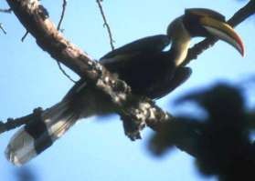 Hồng hoàng Đuôi cụt bụng vằn Gà lôi trắng Trĩ sao Công Gà Tiền 17