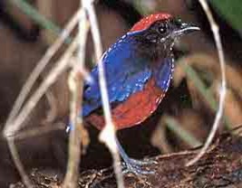 Hồng hoàng Đuôi cụt bụng vằn Gà lôi trắng Trĩ sao Công Gà Tiền 18