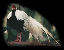 Gà lôi trắng Trĩ sao Công Gà Tiền 19