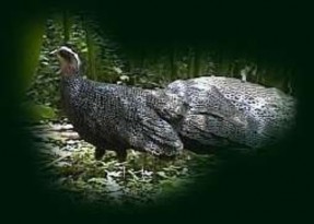 Gà lôi trắng Trĩ sao Công Gà Tiền 20