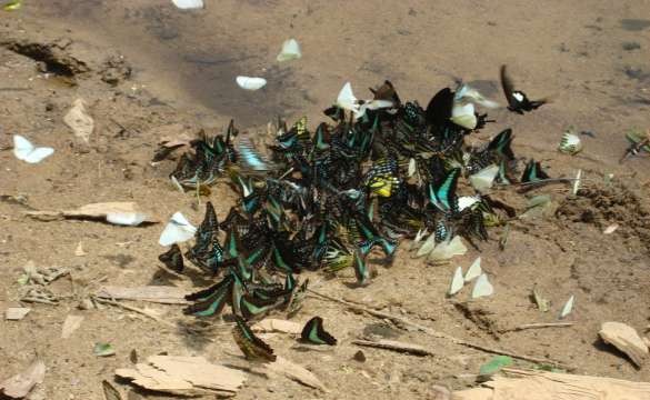 Bướm rừng Vũ Quang 2 Tuyến Hành trình về căn cứ Vũ Quang Miếu thờ Cụ Phan 3