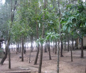 Hình 1 10 Khu du lịch sinh thái Cửa Hội Hình 1 11 Khu nhà sàn sinh thái Hình 1 12 10