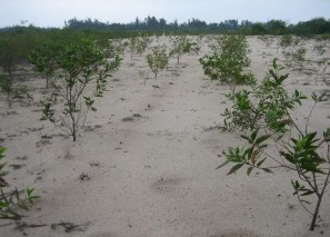 Hình 1 8 Khu vực HTPHMT ven Cửa Hội sau 2 năm trồng cây phòng hộ cửa sông ven 8