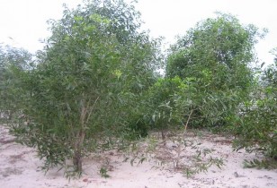 Hình 1 8 Khu vực HTPHMT ven Cửa Hội sau 2 năm trồng cây phòng hộ cửa sông ven 9