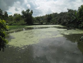 Hệ thống các hồ sinh học xử lý nước thải bệnh viện Việt Nam – Thụy 10