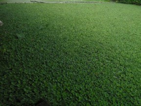 Hệ thống các hồ sinh học xử lý nước thải bệnh viện Việt Nam – Thụy 7