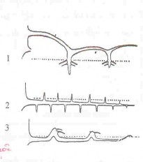 1 1 4 1 Hệ rễ trên mặt đất Sống trong môi trường ngập nước triều định 2