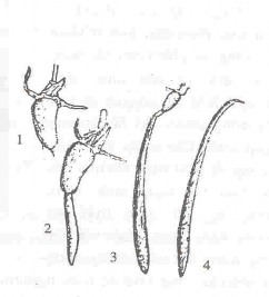 Hình 1 3 Quả và trụ mầm của đước 1 Quả đước đỏ 2 Quả và trụ mầm 3