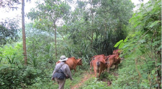 Hình 1 hoạt động chăn thả bò trong KBT Hình 2 hoạt động chăn thả dê trong KBT 1