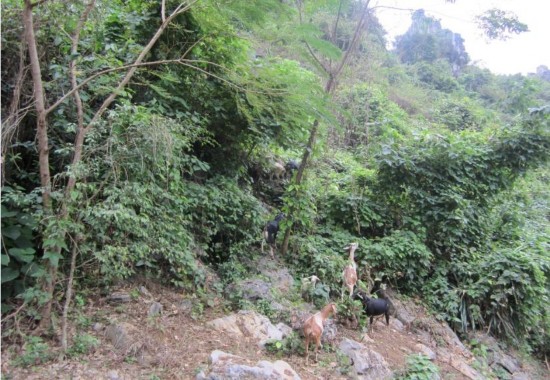 Hình 2 hoạt động chăn thả dê trong KBT Hình 3 hoặt động đun tép trong KBT Hình 2