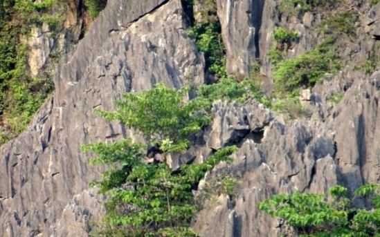 Hình 9 Gia tăng số lượng Voọc mông trắng Hình 10 Gia tăng diện tích che phủ 7