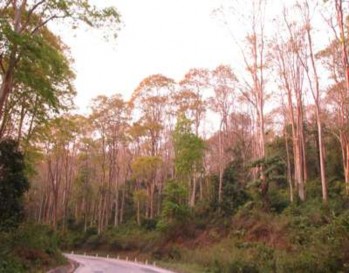 Hình 3 8 Cảnh rừng Săng Lẻ Nguồn Việt Báo 2010 Khu rừng này được đưa 7