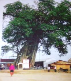 Phụ lục 5 Bảng hỏi phỏng vấn sâu Áp dụng cho 4 trưởng bản nghiên cứu và 8