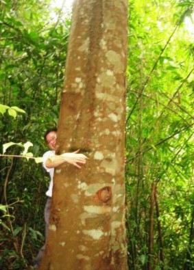 Hình 3 5 3 6 3 7 Cây lim có đường kính 75cm và các loài cây rừng khác tại hộ 1