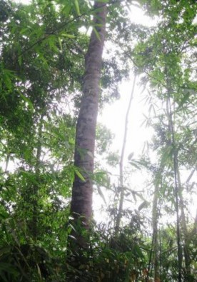 Hình 3 5 3 6 3 7 Cây lim có đường kính 75cm và các loài cây rừng khác tại hộ 2