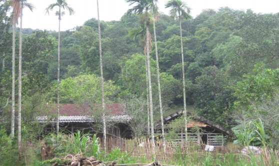 Hình 3 5 3 6 3 7 Cây lim có đường kính 75cm và các loài cây rừng khác tại hộ 3