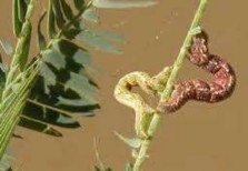 Hình 3 30 Sâu đuc thân Carmenta mimosa Theo Phạm Văn Lầm và các cộng sự 2003b 1