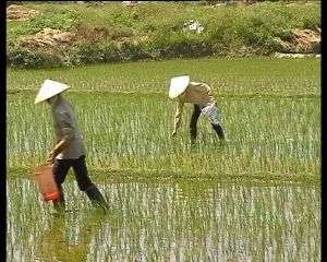 A Biện pháp cơ học Hình 3 31 Người dân thu gom ốc Bươu vàng trên ruộng lúa 1