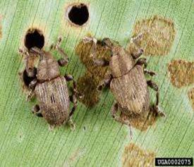 Hình 3 32 Mọt dục lá Hình 3 33 Bướm kiểm soát bèo Dùng bèo Nhật Bản làm 2