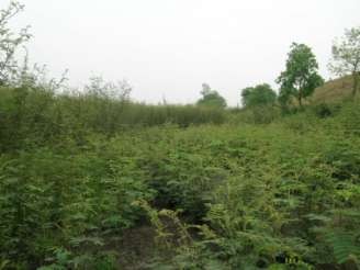 Hình 3 2 Mai dương phát triển mạnh ở xã Đồng Ích Lập Thạch Hình 3 3 Mai 1