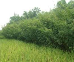 Hình 3 2 Mai dương phát triển mạnh ở xã Đồng Ích Lập Thạch Hình 3 3 Mai 2