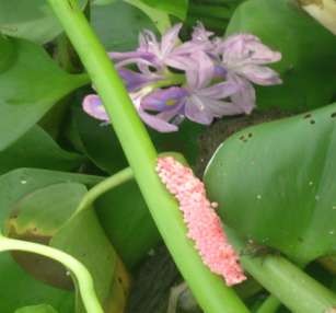 Hình 3 4 Trứng ốc bươu vàng trên cuống bèo Nhật Bản tại hồ Bò Lạc xã 1