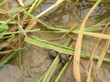 Hình 3 5 Ốc bươu vàng trên ruộng lúa đang thu hoạch tại xa ̃ Viêṭ Xuân Vĩnh 2