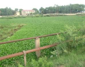 Hình 3 6 Bèo Nhật Bản ở cầu Mùi xã Thanh Trù – Vĩnh Yên Hình 3 7 Bèo Nhật 5